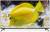 Bpl 139.7 Cm (55 Inch) ultra Hd (4k) Led Android Smart tv color image