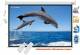 Elcor  5ft X 7ft 100 Inch tripod type Projector Screen image 